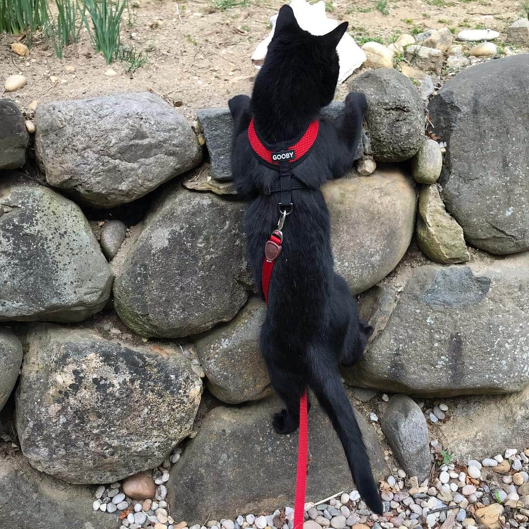 セルジオさんのインスタグラム写真 - (セルジオInstagram)「*watches Free Solo once* *believes Catio is comparable to El Capitan* *starts training for Matterhorn* #monkclimbsmatterhorn 2021🧗🏿‍♂️⛰ . . Hey @alexhonnold, but can you climb my catio?! . . #freesolo #rockclimber #soloist #training💪  #wheresmybookdeal❓ . . #catswhoclimb #catonaleash #catio #blackcats #wildcat #monkeybusiness #vampirecat #sillycat #crazycat #catslife #catsrule #catsofinsta #catsofig #igcats #igkitty #springhassprung #springtraining #catexplorer #gains💪 #funnycat #myfurbaby」4月2日 9時51分 - monkandbean