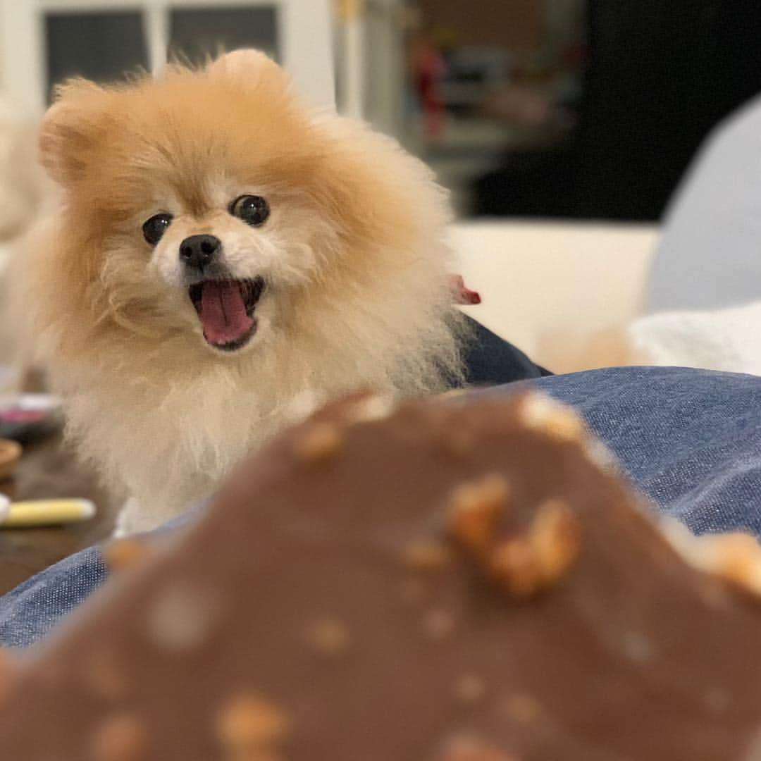 Ella Chuffyのインスタグラム：「Ahhhhhh~~~ I want it!!! 🤩😍❤️ . . . . . . . . #ellachuffy #pet #petstagram #pomeranianpage #pomeraniansofinstagram #teacuppoms #cutedogs #pomeranian_lovers #pomeranianlife #pomeranianworld #teddybeardog #pomeranian #puppylove #aplacetolovedogs #dogoftheday #justpomeranians #fluffypack #dogoftheday #anmlsposts #thedailypompom #picoftheday #iflmdog #犬 #狗 #everydaydoglover #puppy #icecream」