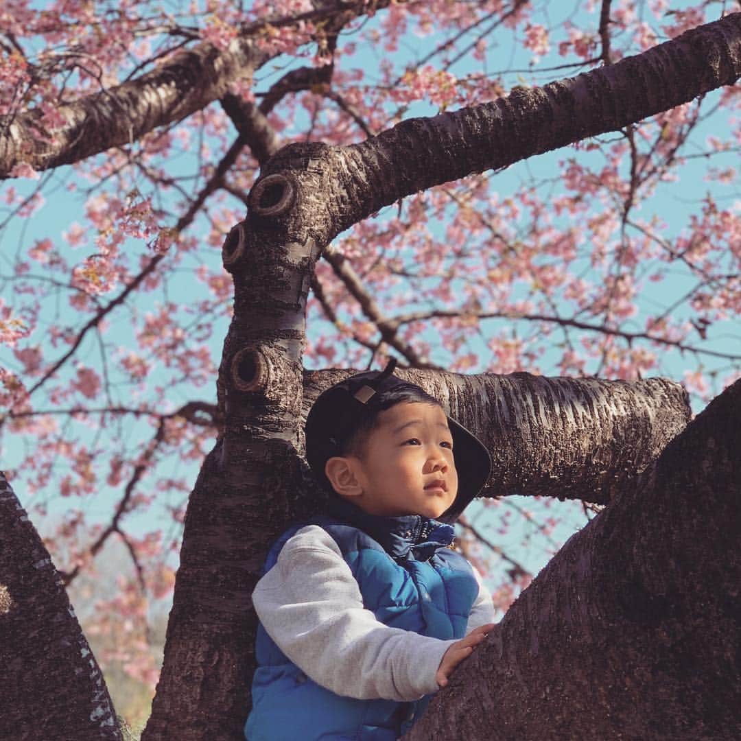 JAMOSAさんのインスタグラム写真 - (JAMOSAInstagram)「"Like the flowers of the plum tree blooming proudly in spring after the cold winter, we wish the Japanese people to bloom like individual flowers with the (promise of the) future. With such a wish for Japan, we decided upon 'Reiwa.'" ・ ・ ・ ・ -Prime Minister Abe-」4月2日 0時58分 - jamosa148