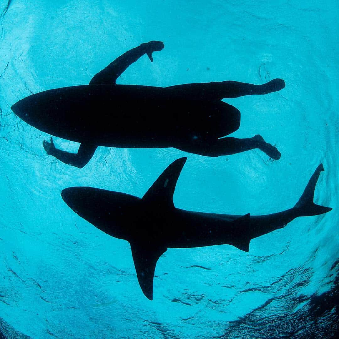 Thomas Peschakのインスタグラム：「I am currently on a @natgeo LIVE speaking tour of North America doing 24 shows in 10 cities. I am presenting ‘Wild Seas, Secret Shores’ in Calgary, Thousand Oaks, Mesa, Toronto, Tampa, Portland (Maine), Seattle, Los Angeles and Santa Monica. Click the link below my Instagram bio and scroll down for still forthcoming tour dates and tickets. My next two shows are Tampa, Florida on Tuesday 2nd April and Portland, Maine on Thursday 4th April. Hope to meet many of you from the Instagram community at these shows. #natgeolive #nationalgeographic #tampa #portlandmaine」