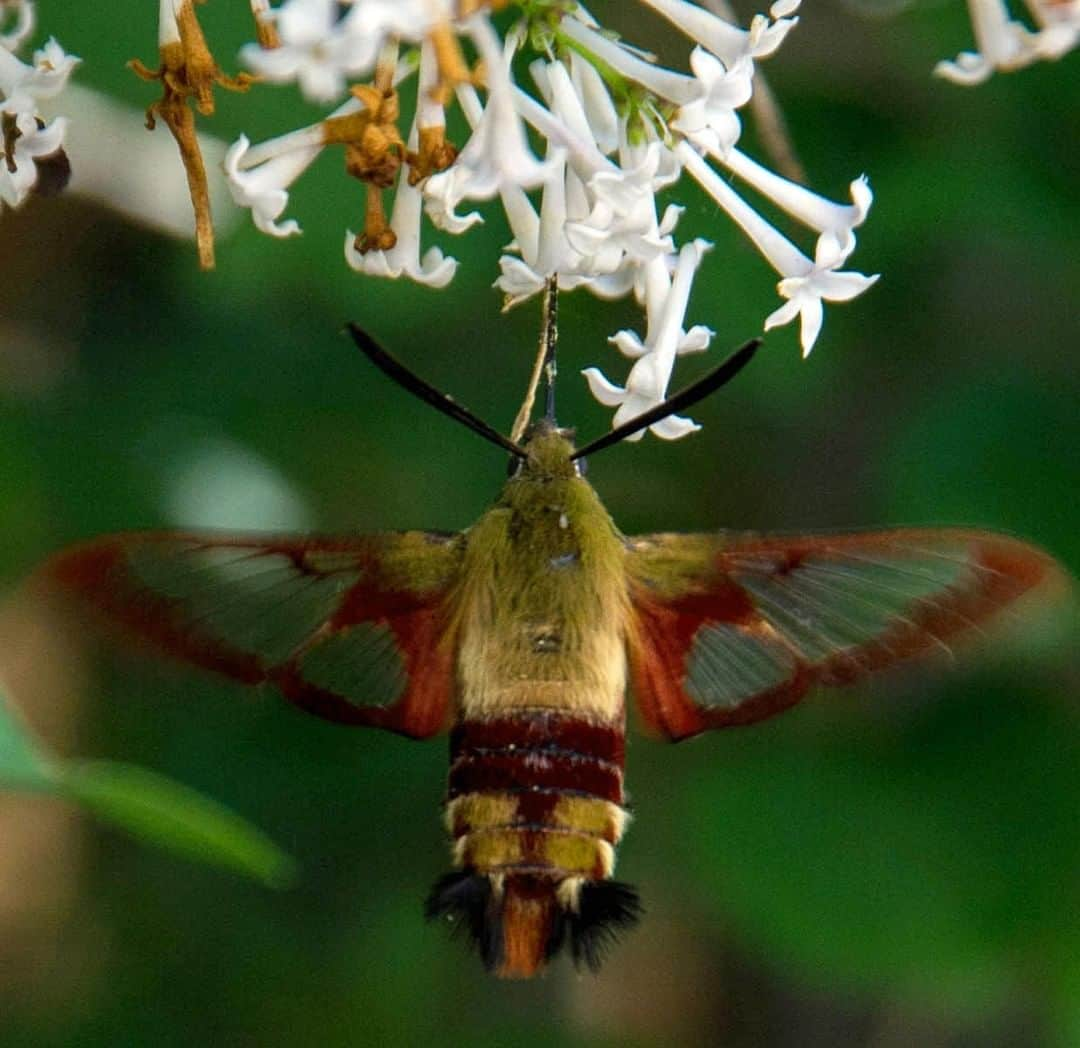 アニマルプラネットさんのインスタグラム写真 - (アニマルプラネットInstagram)「Believe it or not, this is a moth! Hummingbird moths behave JUST like their namesake, but like other moths, they use their crazy long tongue to slurp up nectar from flowers. . . . . . . #animalsofinstagram #animalplanet #animaloftheday #wild #wildlife #outdoors #animals #wildanimals #conservation #nature #animallovers #instanature #wildgeography #moth #hummingbird」4月2日 1時00分 - animalplanet