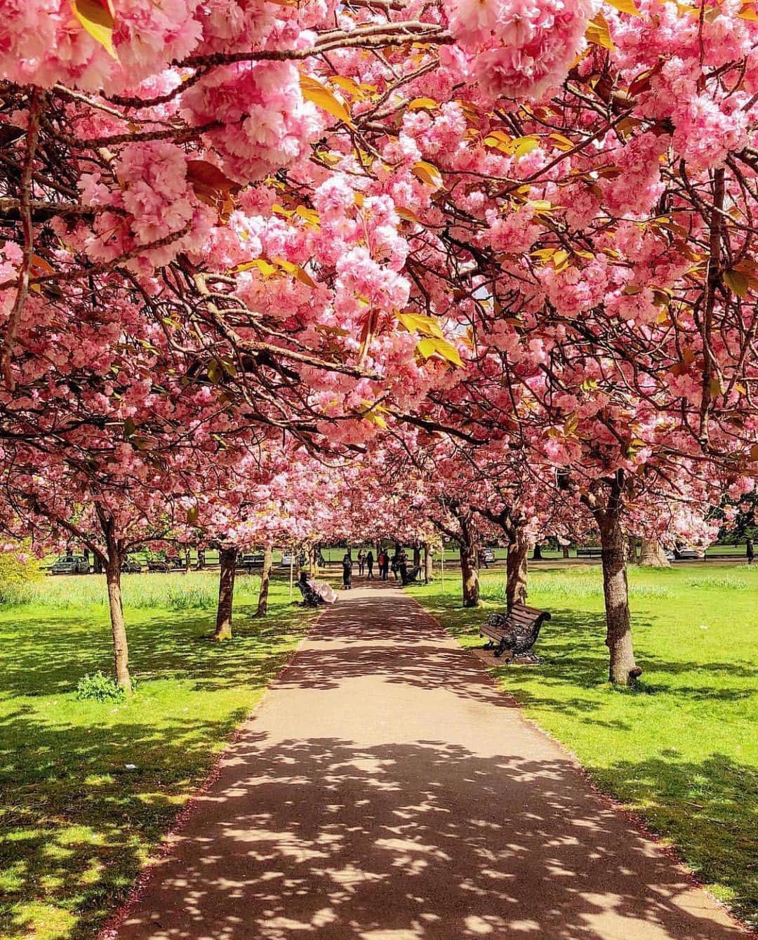 ELLE DECORさんのインスタグラム写真 - (ELLE DECORInstagram)「Kicking off April with our favorite blooms of the season, as seen in London. 🌸 #regram 📸: @wanderforawhile」4月2日 1時54分 - elledecor