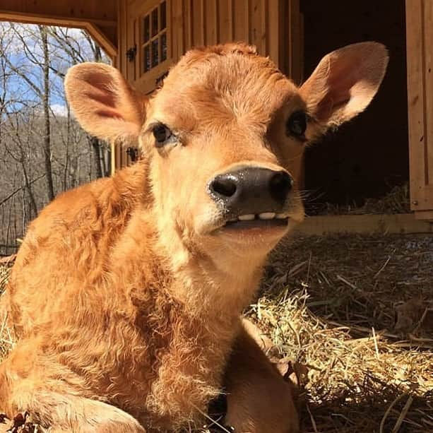 モービーさんのインスタグラム写真 - (モービーInstagram)「Happy 3 week birthday, Grayson! Oh, that feeling of warmth and love you get when you look at this picture? That’s the best part of who you are. And why so many of us are vegan, so that we don’t ever cause pain or suffering to a being as beautiful and innocent as Grayson. @poplarspringsanctuary #animalrights #animalliberation」4月2日 1時54分 - moby