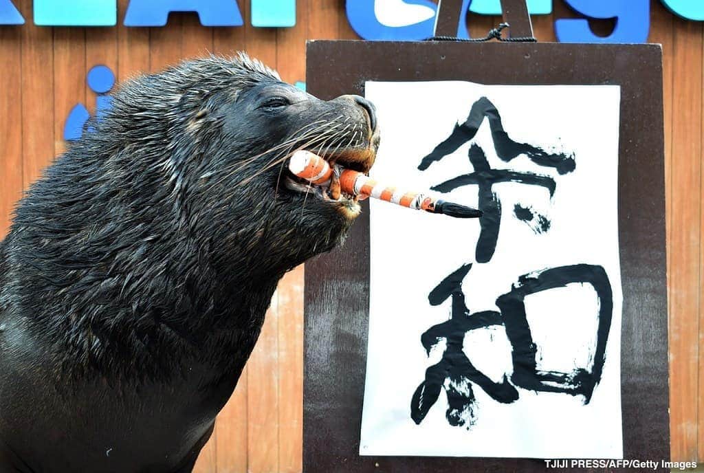 ABC Newsさんのインスタグラム写真 - (ABC NewsInstagram)「Sea lion "Leo" poses after writing  characters for new era name "Reiwa" in Tokyo suburb Yokohama. #japan #tokyo #sealion」4月2日 2時08分 - abcnews