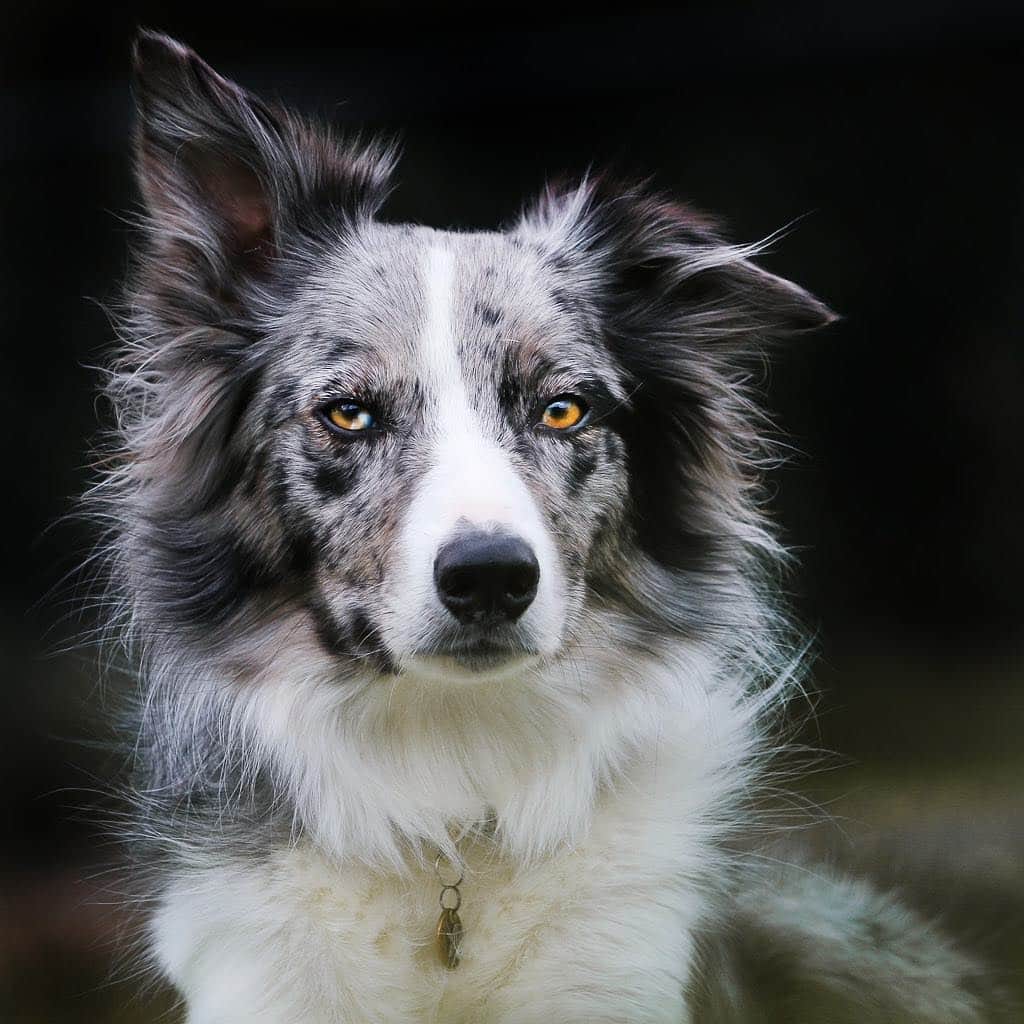 DogsOf Instagramのインスタグラム：「“Wish the Border Collie” writes @kikopup  #dogsofinstagram」