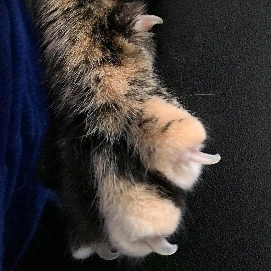 Venus Cat さんのインスタグラム写真 - (Venus Cat Instagram)「Getting a grip on my Monday like... 🐾👊」4月2日 2時17分 - venustwofacecat