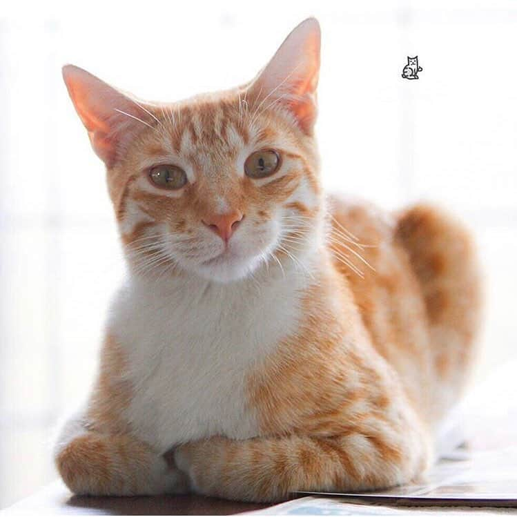 City the Kittyさんのインスタグラム写真 - (City the KittyInstagram)「This just in!  All declawing veterinarians have decided to stop performing the mutilating and harmful amputation procedure (declawing) on cats and will start honoring their veterinary oath!!! 👍🏻❤️ #wishfulthinking #veterinarian #aprilfoolsday #veterinary #pawsneedclaws #mondays」4月2日 2時40分 - citythekitty