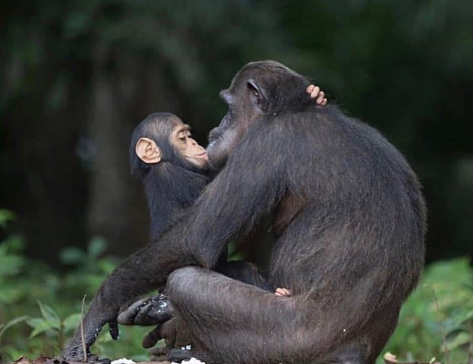 ジョン・コルタジャレナさんのインスタグラム写真 - (ジョン・コルタジャレナInstagram)「Love of monkeys 🖤」4月2日 2時36分 - jonkortajarena