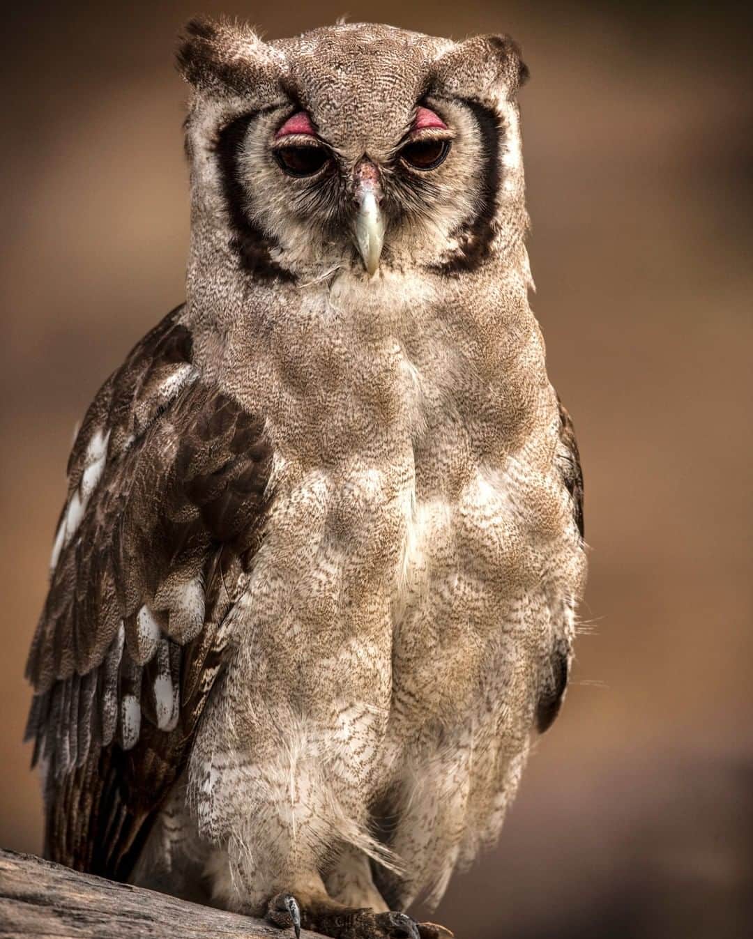 のインスタグラム：「Photo by @beverlyjoubert | Their deep hoots are a well-known sound in the savannas, and their larger size means that they’re more likely to be seen when they roost in trees during the day. But Verreaux’s eagle-owls are often confiding, content in knowing their wings will carry them away if one gets too close. It’s the wonderful bright pink flash of their eyelids that particularly endears them to me; like an eyeshadow that softens the face and distracts from the deadly talons that show the true predator within. //To get an up-close look at animals that survive our planet's most extreme environments, watch #HostilePlanet on @natgeochannel tonight at 9/8c.//」