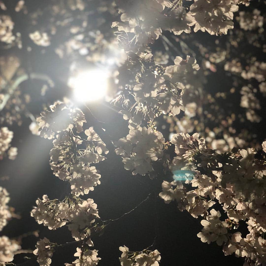 ンダホさんのインスタグラム写真 - (ンダホInstagram)「平成最後の夜桜🌸 日本に生まれて良かった🍣  #平成最後 #桜 #令和」4月2日 3時27分 - ndaho.fischers