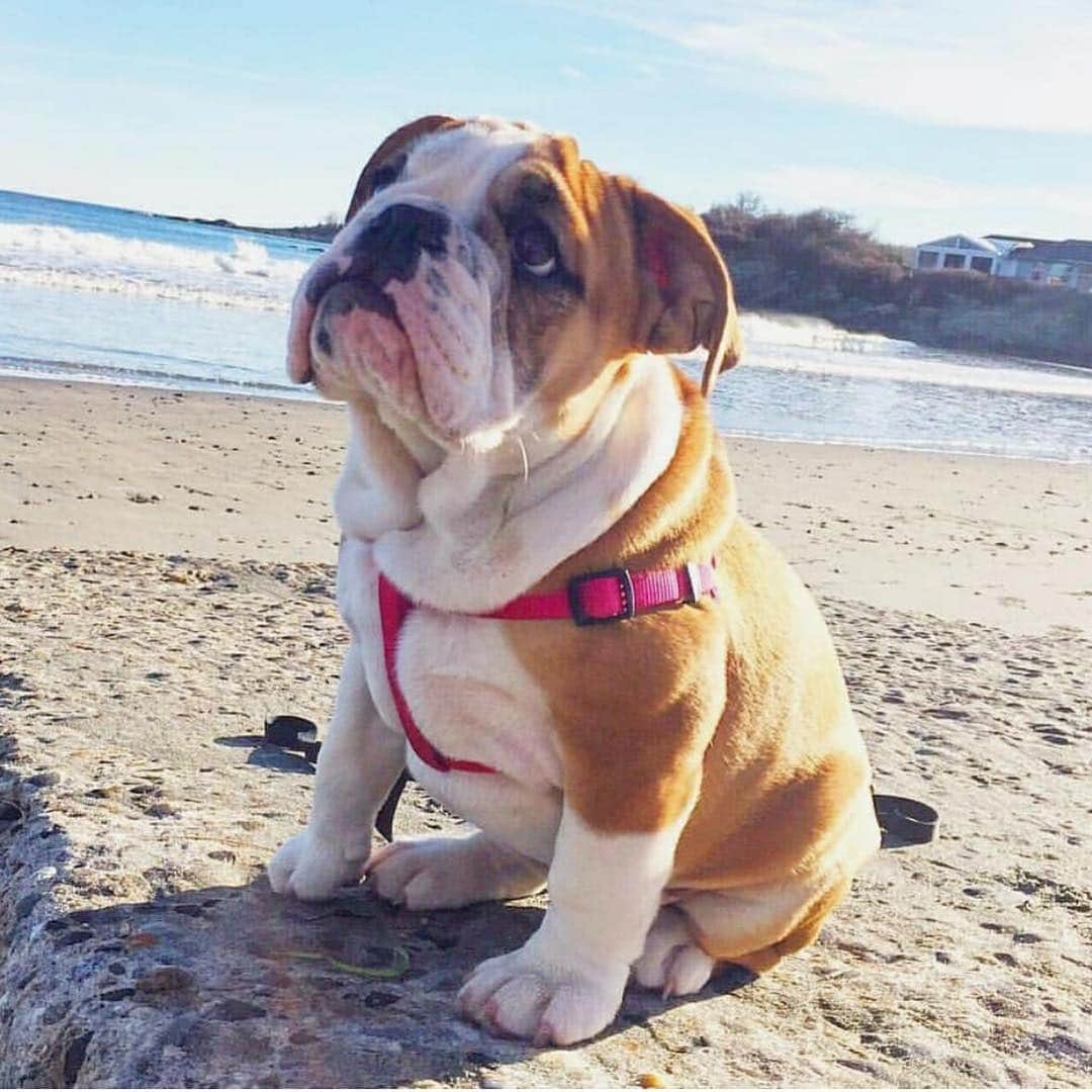Bodhi & Butters & Bubbahさんのインスタグラム写真 - (Bodhi & Butters & BubbahInstagram)「That moment when you realize winter is over and you still haven’t gotten that dream beach body...good thing bulldogs taught me rolls are bootsiful! . . . . #bulldog #beach #body #winter #summer #love #puppy #positivevibes #loveyourself @bulldogpenny」4月2日 3時42分 - keonistuff