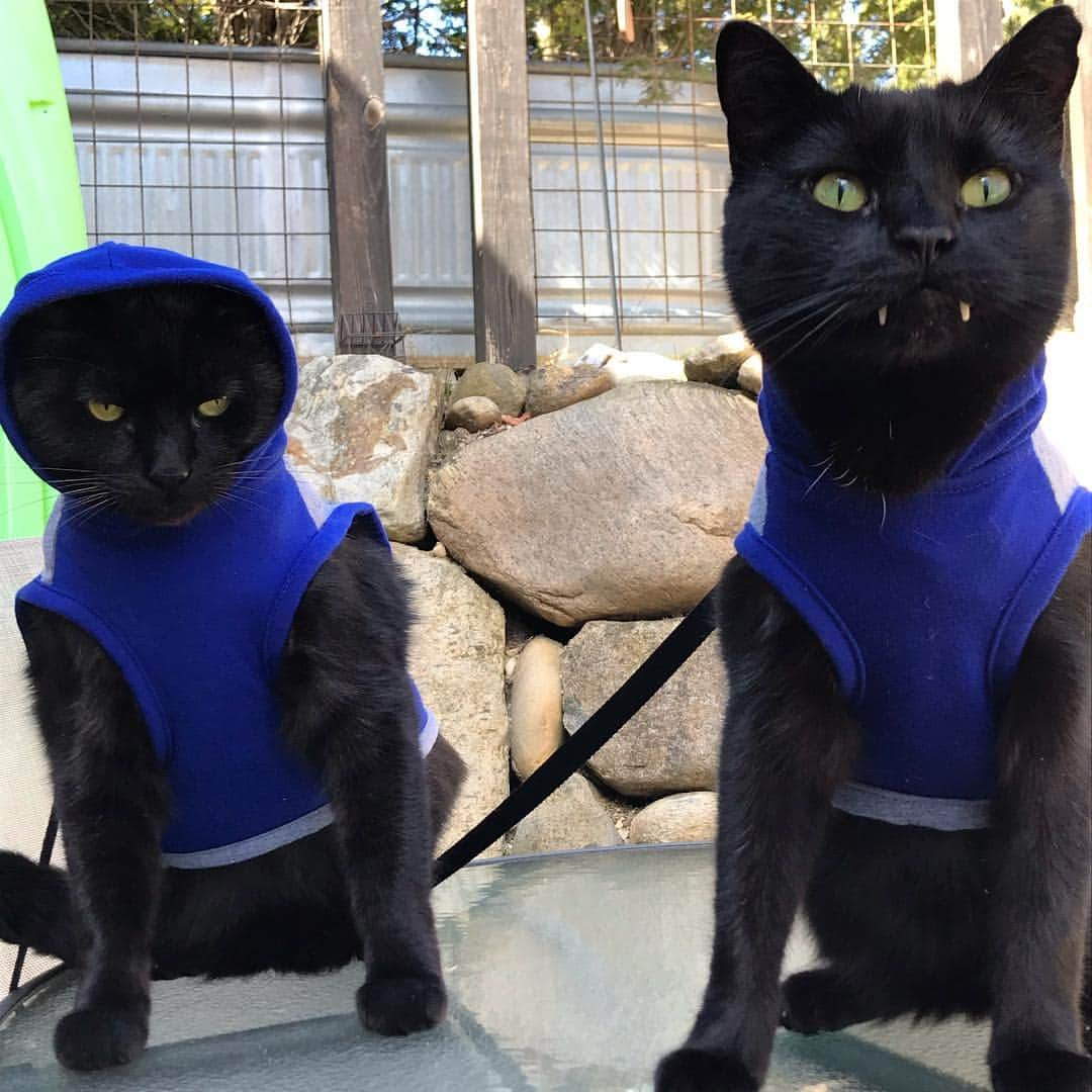 セルジオさんのインスタグラム写真 - (セルジオInstagram)「Just got back from the gym and waiting on mom to fix us our protein shakes 🥛🥛 . . #swole #summerbodyinprogress #doyouevenliftbro #monkandbean #catsonleashes #petco #blackcats #blackcatsofinstagram #squadgoals #catsofinsta #catsofig #rescuecats #catslife #spoiledcats #igcats #igkitty #catstercats #catsofinstagram #thedodo #catsinclothes #catio #myfurbabies #whosavedwho #vampirecat #teef #minipanther #cutecats #9gagcute」4月2日 3時46分 - monkandbean