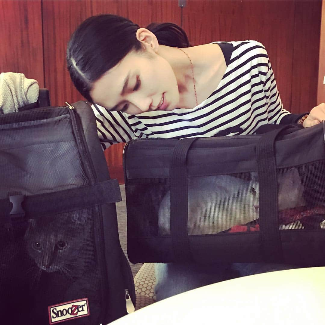 TAO（岡本多緒）さんのインスタグラム写真 - (TAO（岡本多緒）Instagram)「First time flying with cats...and I hope it’s the last time😭🐾✈️」4月2日 4時32分 - taookamoto