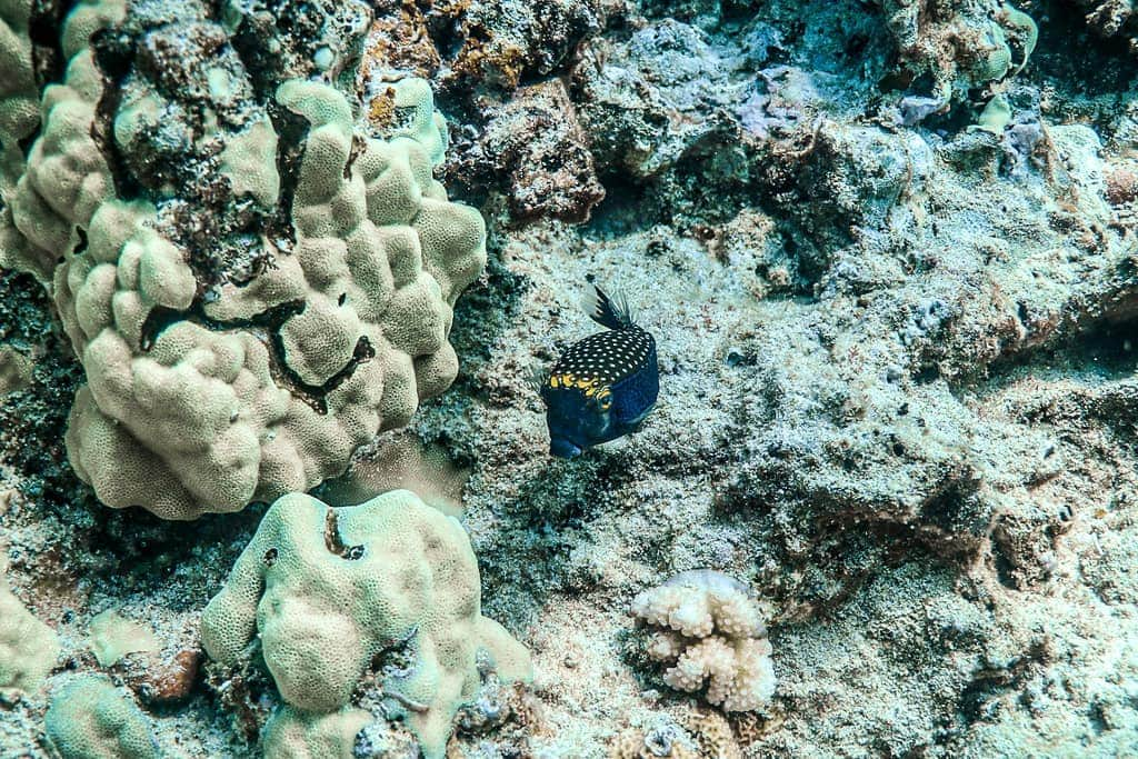 And Youさんのインスタグラム写真 - (And YouInstagram)「While snorkeling in Hawaii, you might spot one of these little guys hiding in a hole 📦🐟. They are called spotted boxfish.  The mature males are much more colorful, with shades of blue and orange, while the females and young males are a drab brown. #snorkeling #oceanlover #marinelife #sealife #underwaterphotographer」4月2日 4時39分 - dolphinsandyou