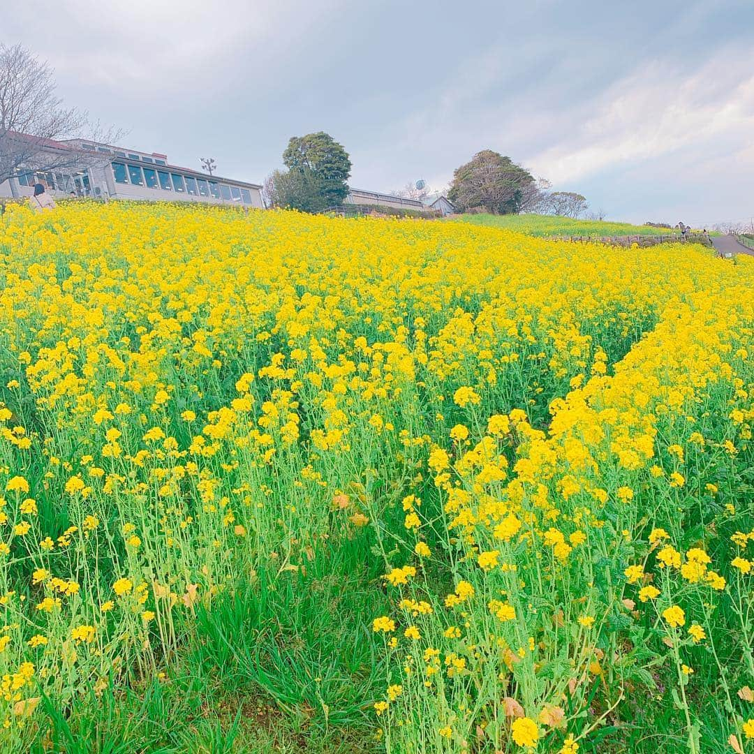 吉川友さんのインスタグラム写真 - (吉川友Instagram)「菜の花畑が撮りたいが為に行ってきたよ〜🌸久しぶりのマザー牧場!曇天すぎて映えてないけど😢 #毎週月曜は千葉方面にお出掛け🚗」4月2日 10時15分 - kikkawayou_official