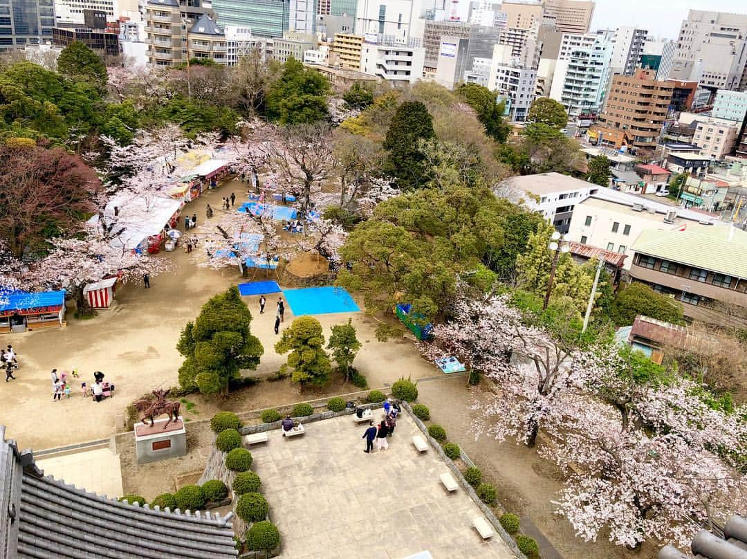 江川清音さんのインスタグラム写真 - (江川清音Instagram)「﻿ 🌸亥鼻公園(千葉城)🌸﻿ 千葉城と桜のコラボ！﻿ やっぱりお城と桜の相性は抜群ですね🏯🌸﻿ ﻿ 約100本の桜があり、さくら祭りの期間中は出店などもあります🍴✨﻿ ﻿ ソラヨミをしながら、青空待ちで1時間程。﻿ 案の定晴れ間が一時あり、念願の青空と桜を撮影することが出来ました☀☺️💕﻿ ﻿ #桜 #ソメイヨシノ #染井吉野 #千葉城 #亥鼻城 #亥鼻公園 #勝手にさくプロ大使 #お花見」4月2日 4時45分 - egawasayane