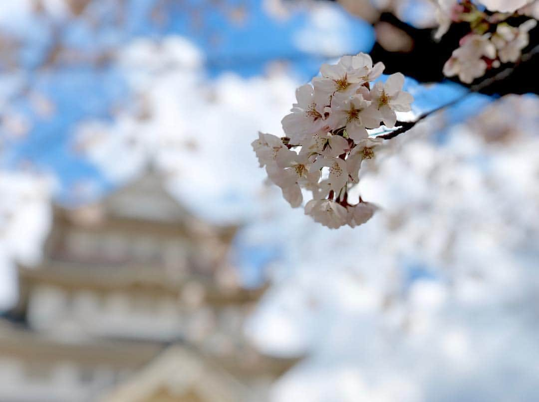 江川清音さんのインスタグラム写真 - (江川清音Instagram)「﻿ 🌸亥鼻公園(千葉城)🌸﻿ 千葉城と桜のコラボ！﻿ やっぱりお城と桜の相性は抜群ですね🏯🌸﻿ ﻿ 約100本の桜があり、さくら祭りの期間中は出店などもあります🍴✨﻿ ﻿ ソラヨミをしながら、青空待ちで1時間程。﻿ 案の定晴れ間が一時あり、念願の青空と桜を撮影することが出来ました☀☺️💕﻿ ﻿ #桜 #ソメイヨシノ #染井吉野 #千葉城 #亥鼻城 #亥鼻公園 #勝手にさくプロ大使 #お花見」4月2日 4時45分 - egawasayane