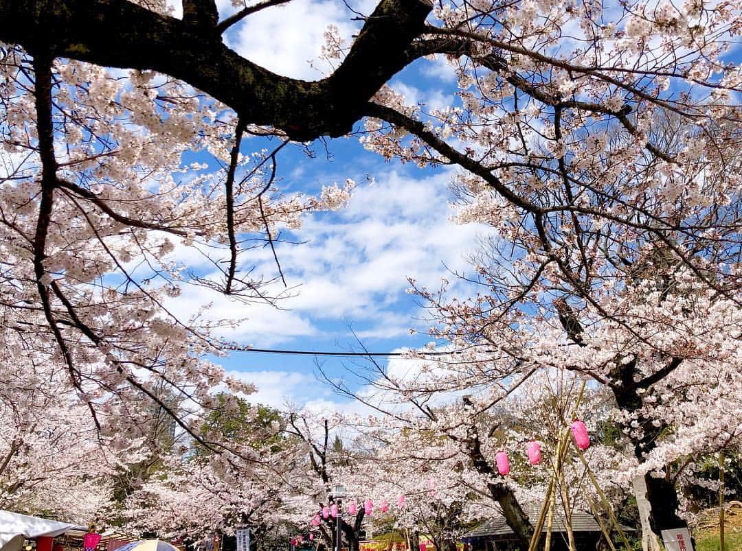 江川清音さんのインスタグラム写真 - (江川清音Instagram)「﻿ 🌸亥鼻公園(千葉城)🌸﻿ 千葉城と桜のコラボ！﻿ やっぱりお城と桜の相性は抜群ですね🏯🌸﻿ ﻿ 約100本の桜があり、さくら祭りの期間中は出店などもあります🍴✨﻿ ﻿ ソラヨミをしながら、青空待ちで1時間程。﻿ 案の定晴れ間が一時あり、念願の青空と桜を撮影することが出来ました☀☺️💕﻿ ﻿ #桜 #ソメイヨシノ #染井吉野 #千葉城 #亥鼻城 #亥鼻公園 #勝手にさくプロ大使 #お花見」4月2日 4時45分 - egawasayane