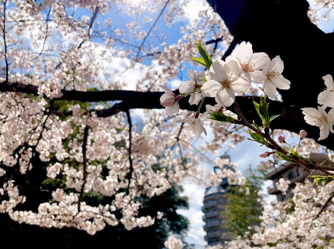 江川清音さんのインスタグラム写真 - (江川清音Instagram)「﻿ 🌸亥鼻公園(千葉城)🌸﻿ 千葉城と桜のコラボ！﻿ やっぱりお城と桜の相性は抜群ですね🏯🌸﻿ ﻿ 約100本の桜があり、さくら祭りの期間中は出店などもあります🍴✨﻿ ﻿ ソラヨミをしながら、青空待ちで1時間程。﻿ 案の定晴れ間が一時あり、念願の青空と桜を撮影することが出来ました☀☺️💕﻿ ﻿ #桜 #ソメイヨシノ #染井吉野 #千葉城 #亥鼻城 #亥鼻公園 #勝手にさくプロ大使 #お花見」4月2日 4時45分 - egawasayane