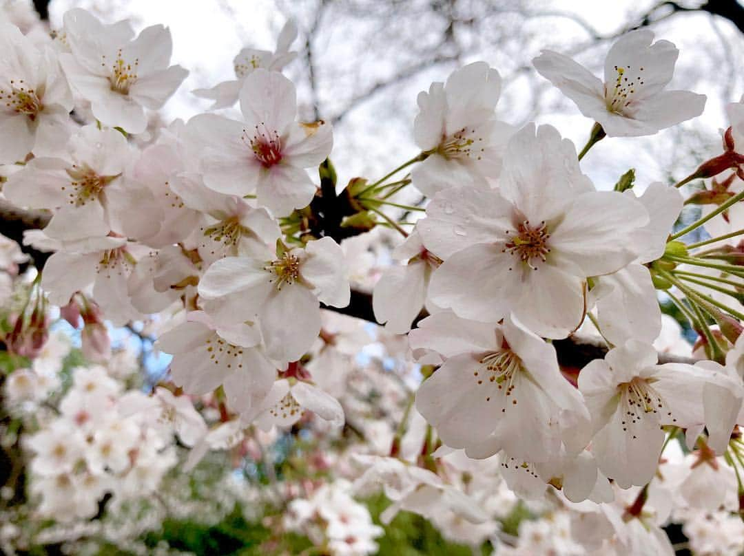 江川清音さんのインスタグラム写真 - (江川清音Instagram)「﻿ 🌸亥鼻公園(千葉城)🌸﻿ 千葉城と桜のコラボ！﻿ やっぱりお城と桜の相性は抜群ですね🏯🌸﻿ ﻿ 約100本の桜があり、さくら祭りの期間中は出店などもあります🍴✨﻿ ﻿ ソラヨミをしながら、青空待ちで1時間程。﻿ 案の定晴れ間が一時あり、念願の青空と桜を撮影することが出来ました☀☺️💕﻿ ﻿ #桜 #ソメイヨシノ #染井吉野 #千葉城 #亥鼻城 #亥鼻公園 #勝手にさくプロ大使 #お花見」4月2日 4時45分 - egawasayane