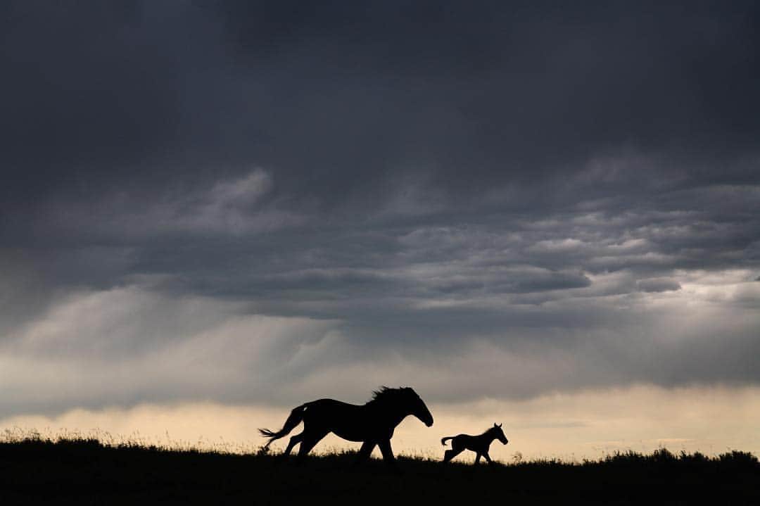 National Geographic Creativeさんのインスタグラム写真 - (National Geographic CreativeInstagram)「Photo by @melissafarlow | A wild horse and foal run free, silhouetted against dark storm clouds in Lantry, South Dakota. #WildHorses #SouthDakota」4月2日 4時53分 - natgeointhefield