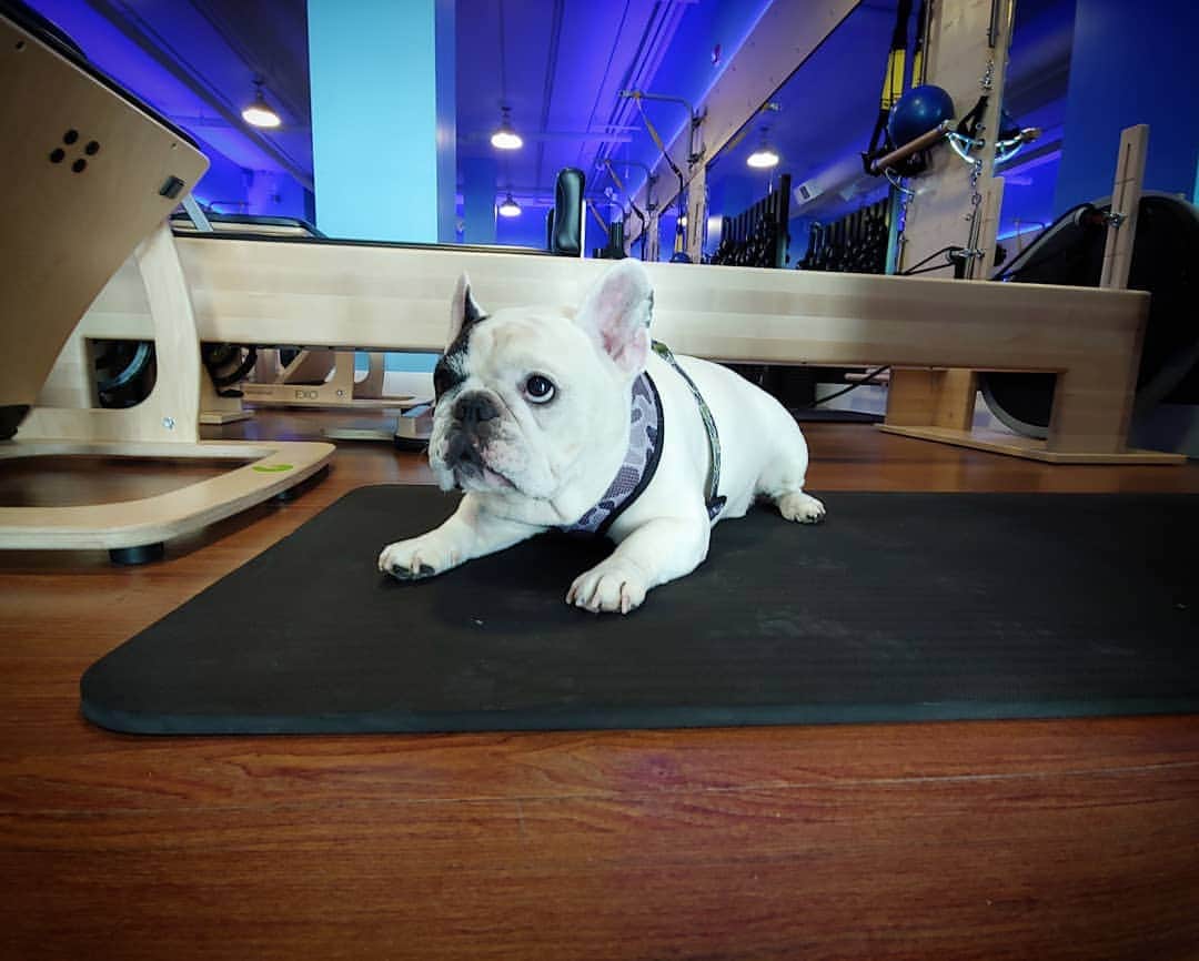 Manny The Frenchieのインスタグラム：「At least I made it to the gym, don't expect much more from me on a Monday. 😴」
