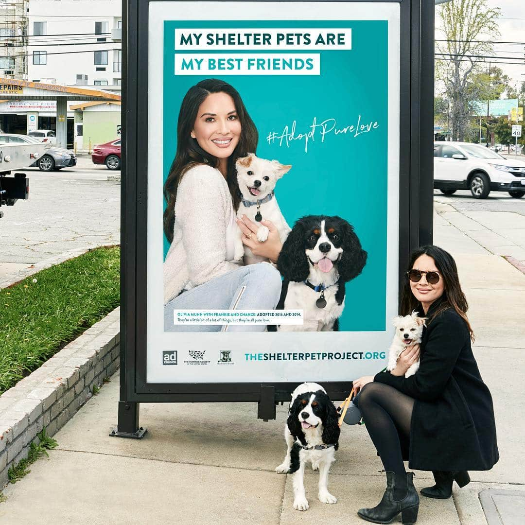 オリヴィア・マンさんのインスタグラム写真 - (オリヴィア・マンInstagram)「🐶🐶🚌 if you see any of our billboards or bus stops for #adoptpurelove take a pic and tag us in it! @shelterpetproject @maddiesfund @humanesociety @adcouncil」4月2日 5時12分 - oliviamunn