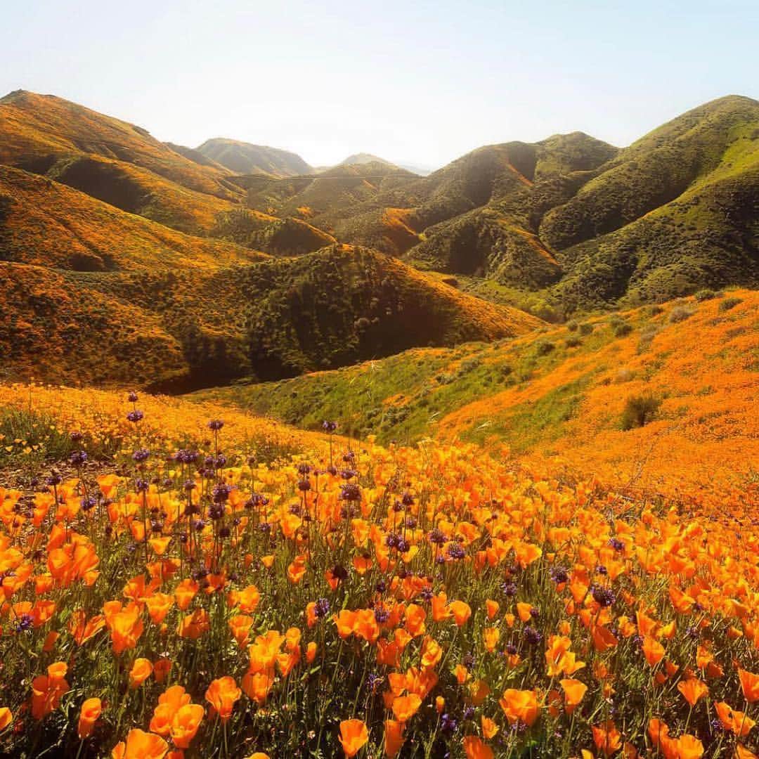 エルエーメイドさんのインスタグラム写真 - (エルエーメイドInstagram)「Did you hear? California’s currently in bloom. @bay.photography . #lakeelsinore #springblooms #losangles_la #flowerpower #flowermagic #iamlamade #cityofangels #losangeles_la #lastyle #lafashion #losangelesfashion #thehappynow #adventure #exploretocreate #artofvisuals #wanderlust #stayandwander #letsgoplaces」4月2日 5時15分 - lamadeclothing