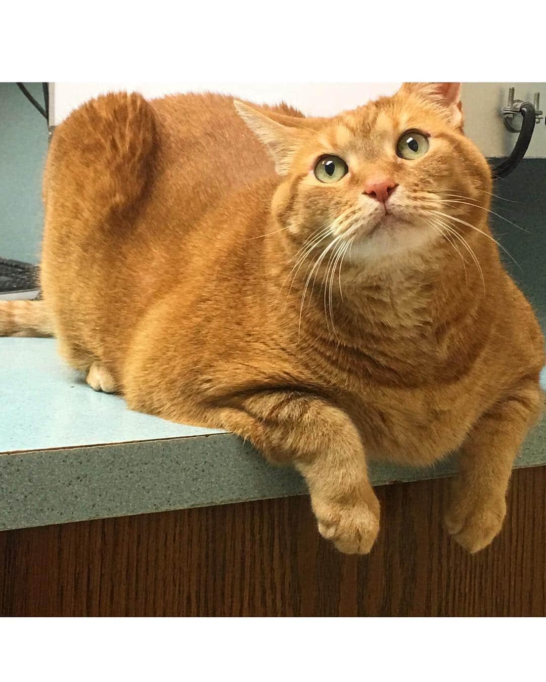 ミッチェル・コリンズさんのインスタグラム写真 - (ミッチェル・コリンズInstagram)「Minky went to the vet and my dad sent this pic so obviously I made this. ps she only weighs 19.8 pounds 🥺」4月2日 5時52分 - michcoll