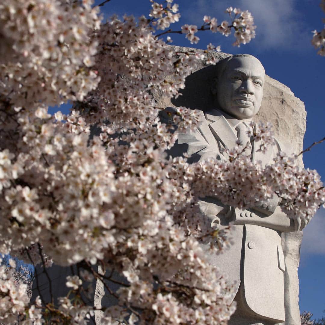 CNNさんのインスタグラム写真 - (CNNInstagram)「Cherry blossoms reached peak bloom in Washington on Monday 🌸 Warmer temperatures caused the cherry trees to blossom two days earlier than originally predicted, according to the National Park Service. The trees will be in blossom for the next seven to 10 days. #CherryBlossomDC #cherryblossom (📸: @jazzseok and Alex Wong/Getty Images)」4月2日 5時50分 - cnn