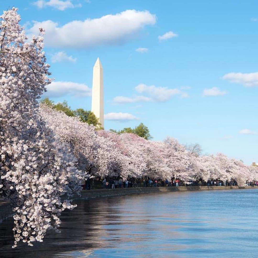 CNNさんのインスタグラム写真 - (CNNInstagram)「Cherry blossoms reached peak bloom in Washington on Monday 🌸 Warmer temperatures caused the cherry trees to blossom two days earlier than originally predicted, according to the National Park Service. The trees will be in blossom for the next seven to 10 days. #CherryBlossomDC #cherryblossom (📸: @jazzseok and Alex Wong/Getty Images)」4月2日 5時50分 - cnn