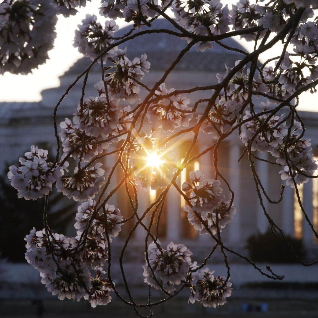 CNNさんのインスタグラム写真 - (CNNInstagram)「Cherry blossoms reached peak bloom in Washington on Monday 🌸 Warmer temperatures caused the cherry trees to blossom two days earlier than originally predicted, according to the National Park Service. The trees will be in blossom for the next seven to 10 days. #CherryBlossomDC #cherryblossom (📸: @jazzseok and Alex Wong/Getty Images)」4月2日 5時50分 - cnn