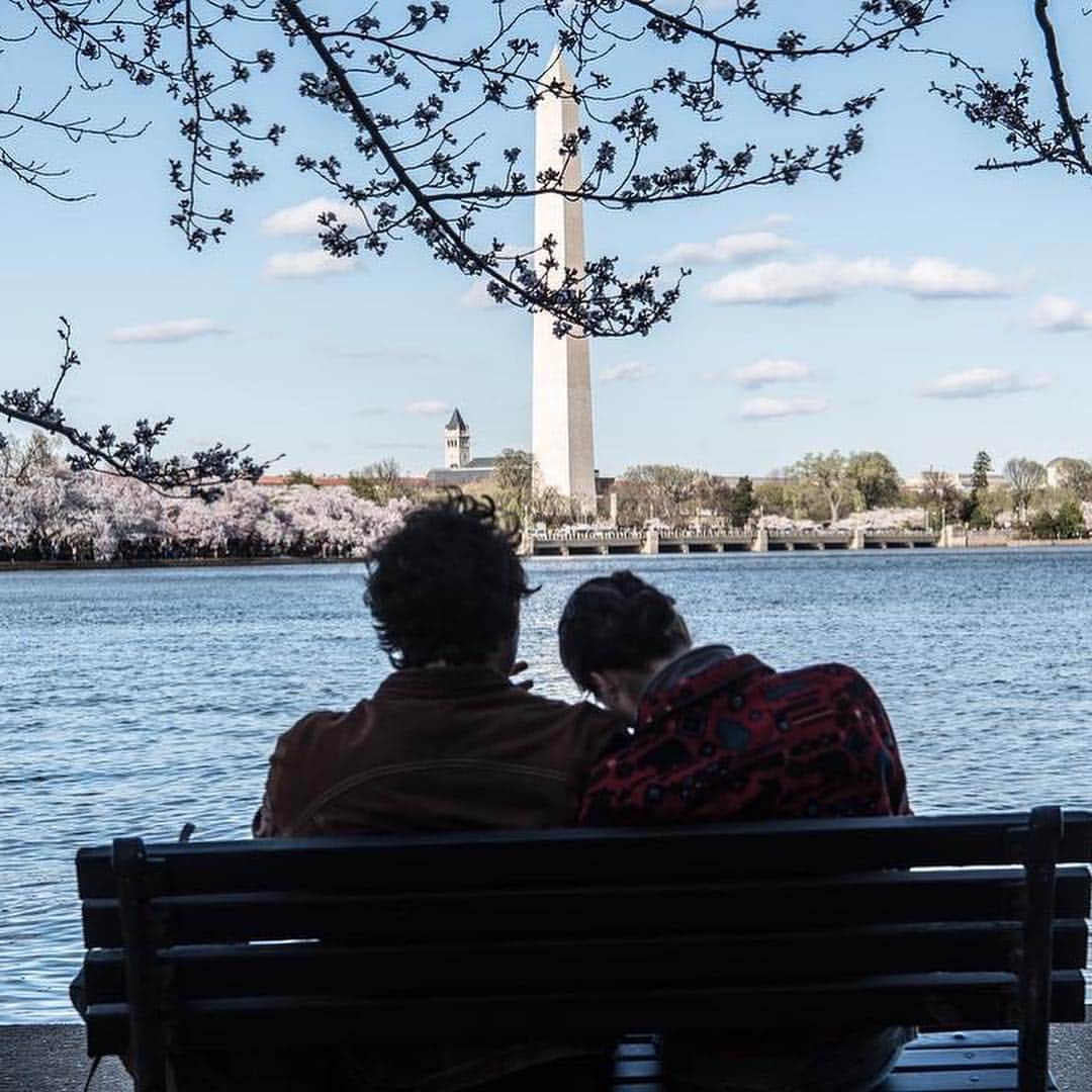 CNNさんのインスタグラム写真 - (CNNInstagram)「Cherry blossoms reached peak bloom in Washington on Monday 🌸 Warmer temperatures caused the cherry trees to blossom two days earlier than originally predicted, according to the National Park Service. The trees will be in blossom for the next seven to 10 days. #CherryBlossomDC #cherryblossom (📸: @jazzseok and Alex Wong/Getty Images)」4月2日 5時50分 - cnn