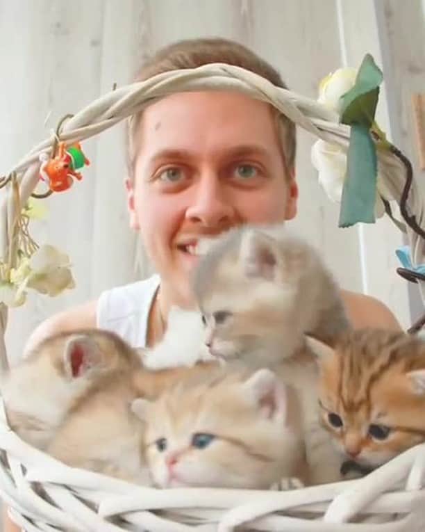 のインスタグラム：「Basket of happiness!⠀ ⠀ 📹@cat_deborkader⠀ ⠀ #meowed #SoldDeborkader #kitten #🇷🇺」