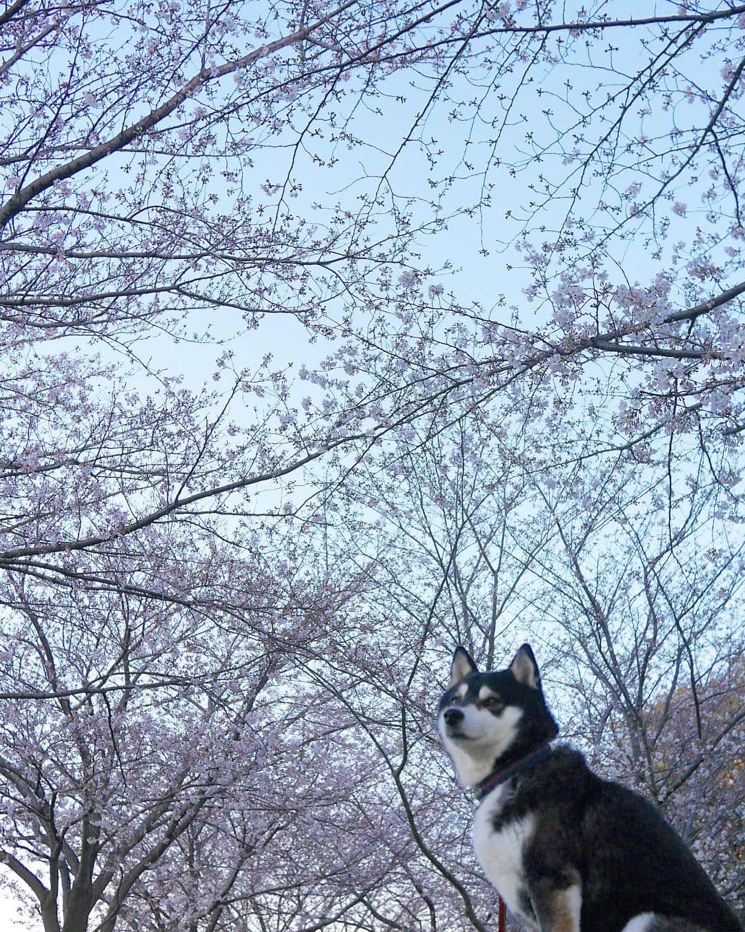 くろさんのインスタグラム写真 - (くろInstagram)「寒々朝んぽ🌸 #ソメイヨシノ #cherryblossom  #柴犬と桜 #桜と柴犬 #黒柴と桜 #桜と黒柴 #kuroshiba #blackshiba #shibainu #shibastagram #instadog #dogstagram #柴犬 #黒柴 #日本犬 #和犬 #いぬら部 #ふわもこ部 #柴犬部 #モフモフ生命体 #柴犬のいる暮らし #わんこのいる暮らし #わんこのいる生活 #わんこと一緒 #わんダフォ #わんだふるjapan」4月2日 6時08分 - m6bmw