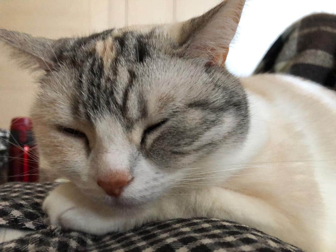 Natsukiのインスタグラム：「お腹の上で爆睡笑 なんだかまた育った気がしないでもない…(｡ˇε ˇ｡） #cat  #scottishfold  #猫のいる暮らし」