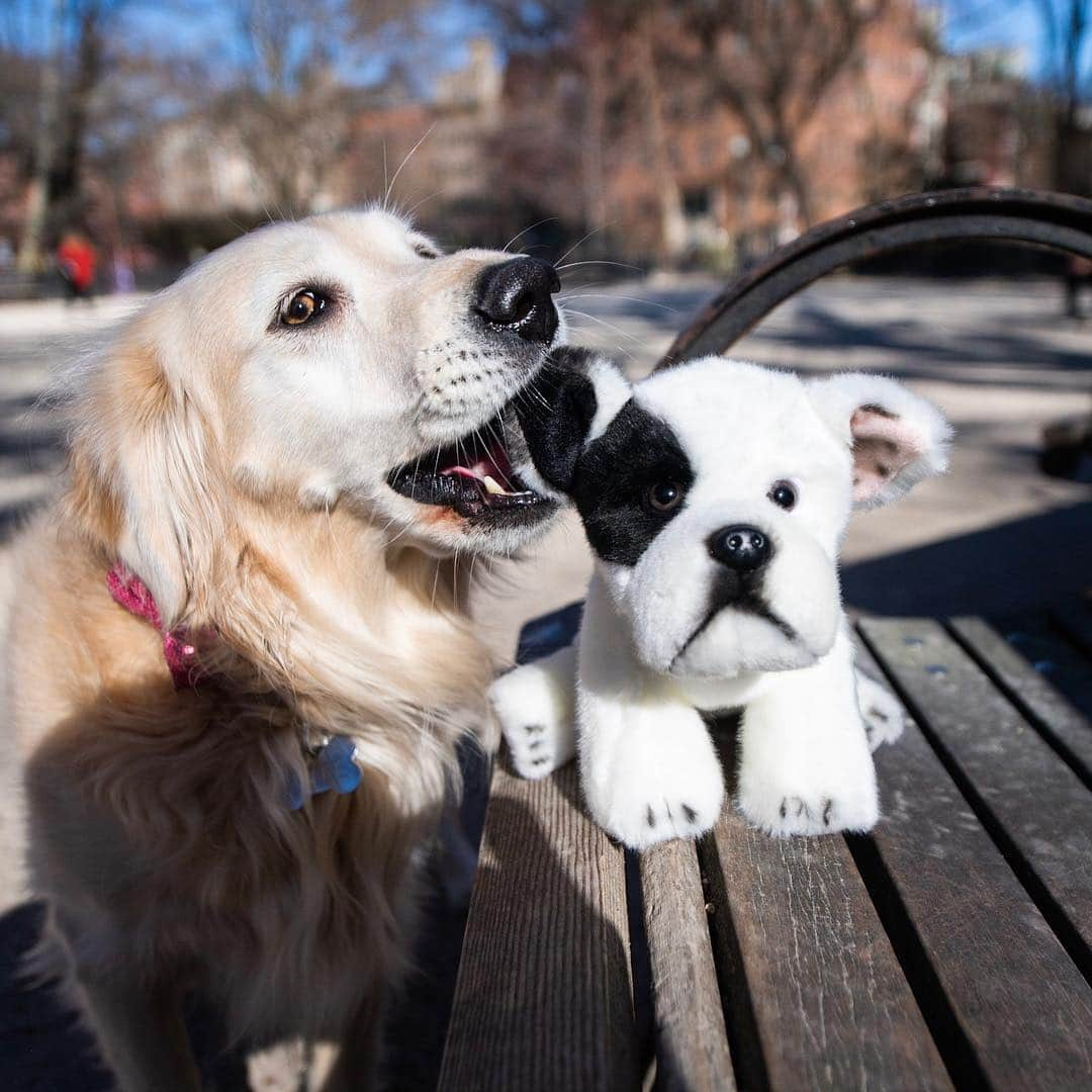 The Dogistさんのインスタグラム写真 - (The DogistInstagram)「The Dogist has officially run out of dogs to photograph! That’s right, he has photographed every single dog on earth. Let us know if you have suggestions for other things we should photograph or just simply some hobbies we should get into since nothing really beats dogs.」4月2日 6時40分 - thedogist