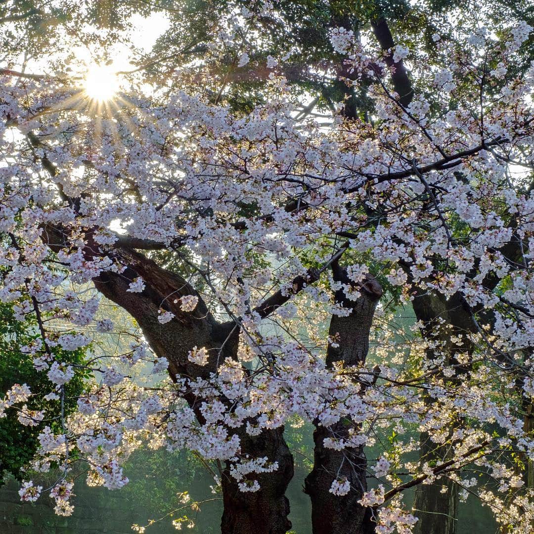 プンクマさんのインスタグラム写真 - (プンクマInstagram)「朝日を浴びて #桜 #写真 #photo #landscape #risingsun」4月2日 7時05分 - pnkm913