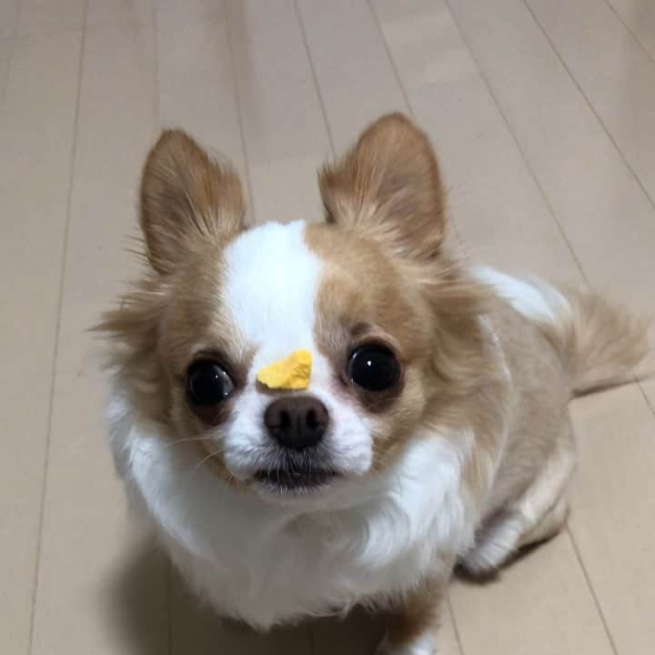 のインスタグラム：「鼻パクへの長い長い道のり。 今のところ終わりが見えません😂 ・ ・ ・ 理想は @9648miku さんのミクリナちゃんの鼻パク🐕🐾 ・ ・  #鼻パクへの茨の道 #shibainu #柴犬」