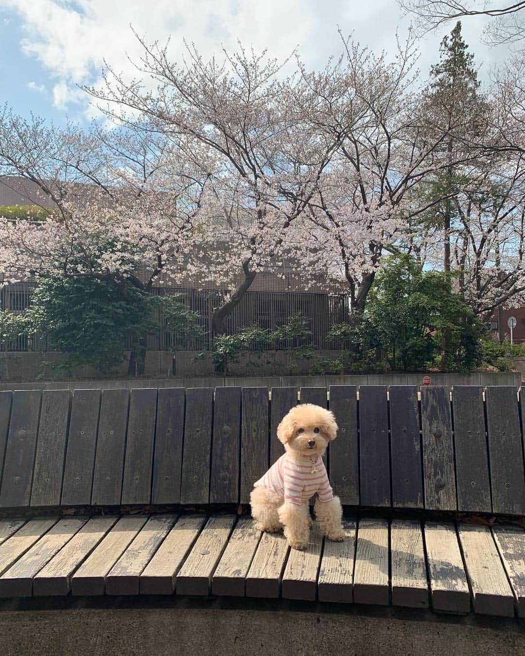 Maruさんのインスタグラム写真 - (MaruInstagram)「The cherry-blossom trees are in full bloom🌸 静かな場所で、 ポカポカ日光浴。 シアワセなシアワセな時間。」4月2日 7時20分 - akiyomaru