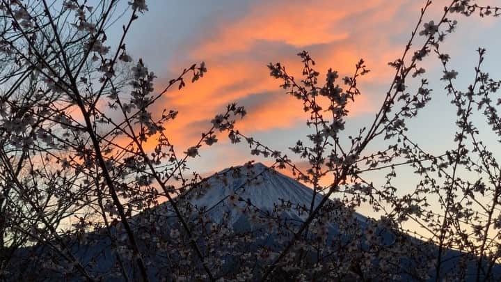 phantastic420のインスタグラム：「. 🤩🤩“Shizuoka” prefecture in Japan is a place where you can see the most “phantastic” Mt. Fuji🗻 in the world.🤩 #富士山 #mtfuji #japan #shizuoka #fujinomiya  #phantastic420photography #mostphantasticmtfuji #selamatpagi  #goodmorning  #おはようございます 😇😇😇😇😇😇😇🗻😇😇 今朝も素敵でしたが、先ずは昨日の焼けから😍残念ながら自宅からです🤣 自分が植えた訳ではないので良くわかりませんが😅山桜⁈ですかねぇ？あの場所でこの焼けを撮りたかったなぁ〜🤣まぁ〜いつか撮れるでしょう😅今朝はサァファリパークから会社まで薄っすら雪積もってます🤣びっくりです¡☃️」