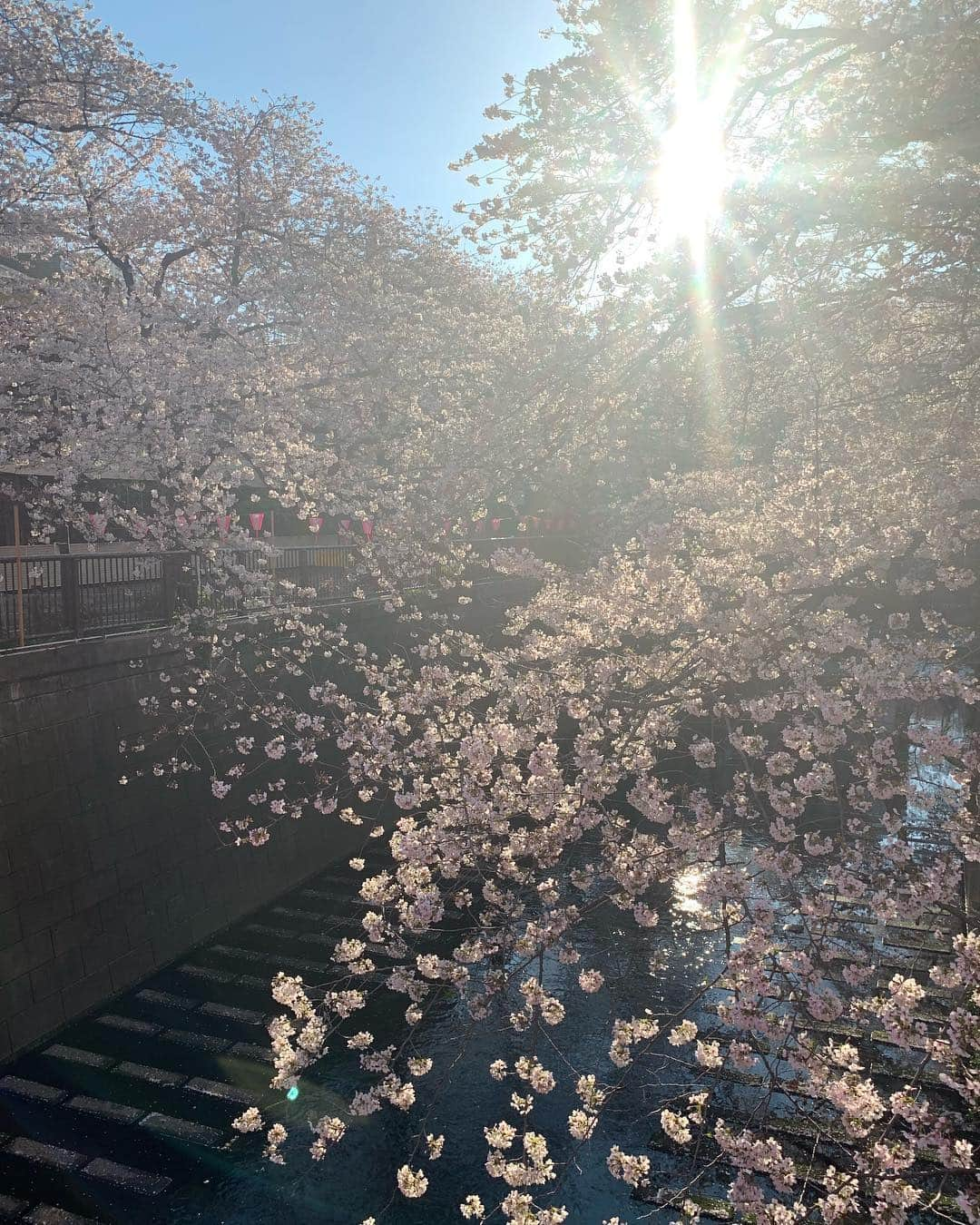 井上貴美さんのインスタグラム写真 - (井上貴美Instagram)「. 絶賛満開中𓇬𓇬 . 張りつめた空気と桜。 気持ち良い〜朝〜 . 今日も頑張りましょー！ . #桜 #cherryblossom」4月2日 7時16分 - takami__213