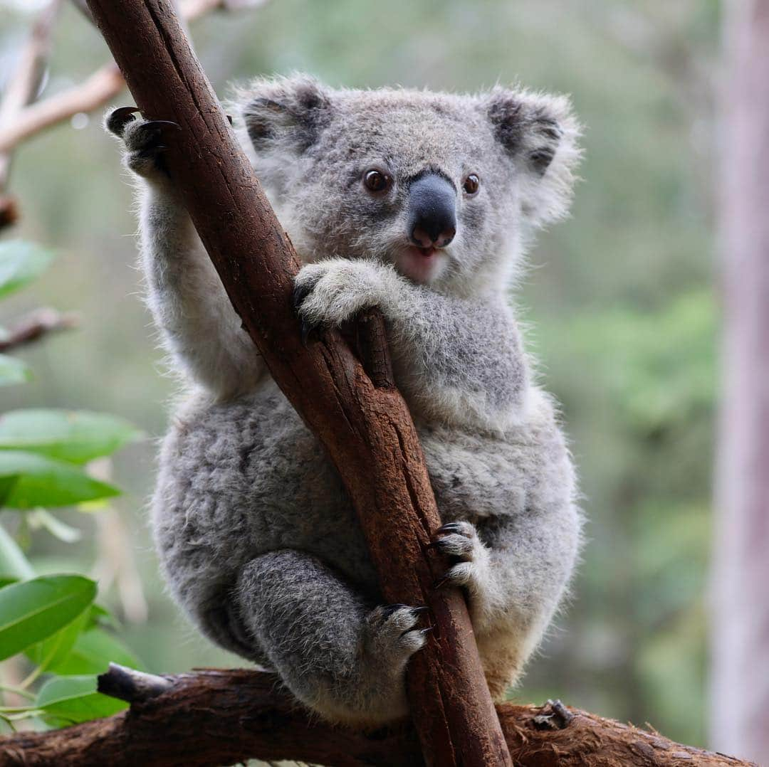 Australiaのインスタグラム