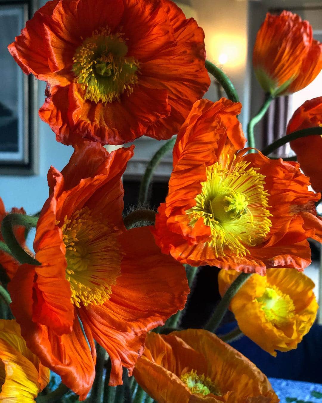 のインスタグラム：「Life has always poppies in her hands. - "Oscar Wilde" 🔥💥🔥💥🔥」