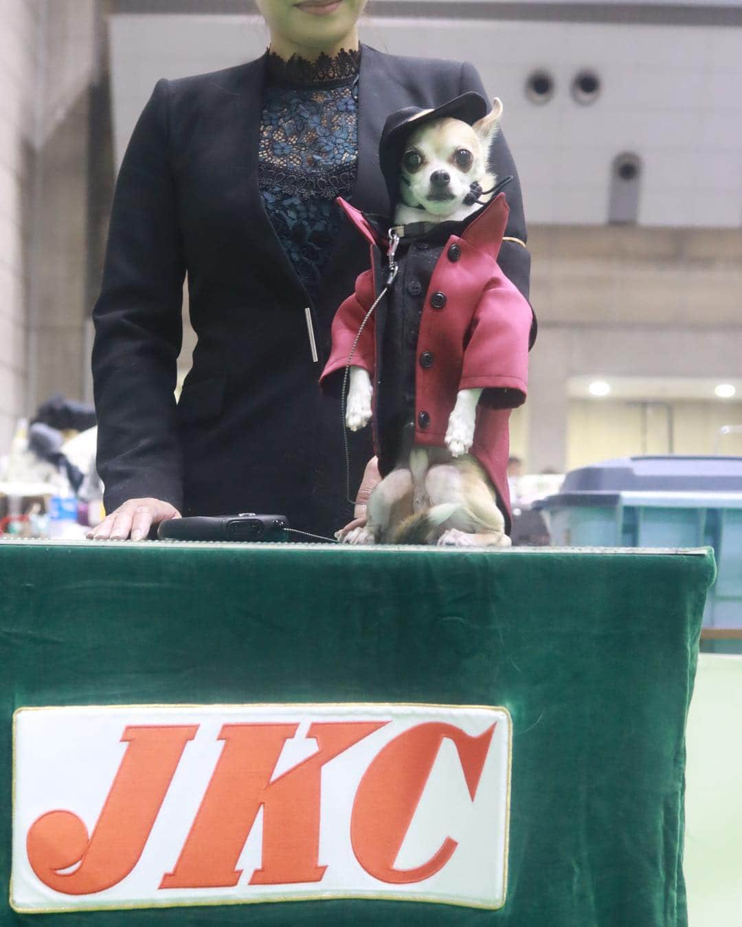 紋次郎さんのインスタグラム写真 - (紋次郎Instagram)「JKC international dog show🐶 Best dresser 賞を受賞！  そんなわけないか（笑） 奈緒美さん、受賞おめでとうございます🍾🎊🎉 インターペットで、会場をさまよってたら、なんと @fujikojp さんに遭遇！ 急遽ドッグショーに参加！というか、見学（笑） ドッグショーに出るワンコはもう見た目から風格が違いすぎ！ お久しぶりのゆっち達とは、残念ながらすれ違い（笑）  #dog#dogstagram#instadog#chihuahua#barkbox#mydogiscutest#buzzfeed#dog_features#fluffypack#barkpack#dogsofinstaworld#dogsofinstagram#犬#チワワ#手作り#handmade#着物#fashion#紋次郎一家#チーム茶#ふわもこ部#igersjp#peco犬部#dogsofinstagram#dogfashion#excellent_dogs」4月2日 7時37分 - montjiro