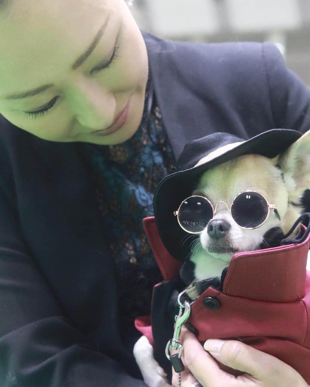 紋次郎さんのインスタグラム写真 - (紋次郎Instagram)「JKC international dog show🐶 Best dresser 賞を受賞！  そんなわけないか（笑） 奈緒美さん、受賞おめでとうございます🍾🎊🎉 インターペットで、会場をさまよってたら、なんと @fujikojp さんに遭遇！ 急遽ドッグショーに参加！というか、見学（笑） ドッグショーに出るワンコはもう見た目から風格が違いすぎ！ お久しぶりのゆっち達とは、残念ながらすれ違い（笑）  #dog#dogstagram#instadog#chihuahua#barkbox#mydogiscutest#buzzfeed#dog_features#fluffypack#barkpack#dogsofinstaworld#dogsofinstagram#犬#チワワ#手作り#handmade#着物#fashion#紋次郎一家#チーム茶#ふわもこ部#igersjp#peco犬部#dogsofinstagram#dogfashion#excellent_dogs」4月2日 7時37分 - montjiro