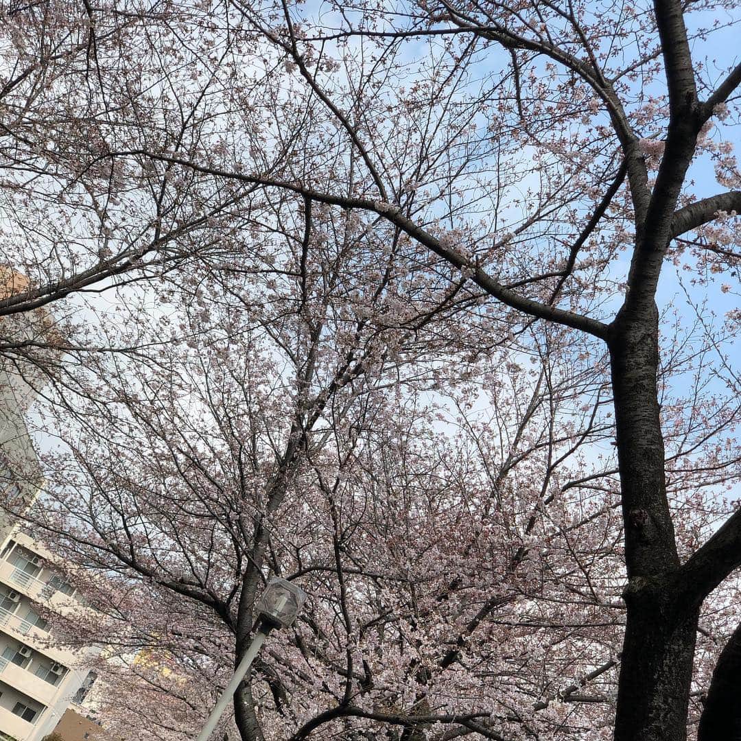 宇田川紗稚さんのインスタグラム写真 - (宇田川紗稚Instagram)「.帰省していました！ 東京の桜🌸満開でした。 少し休めたので、傷めた喉もだいぶ回復！ご心配をおかけしました🙇‍♀️ 気持ち良く新年度を迎えられました✨ #母骨折 #お見舞い #桜 #桜を撮る父を撮る娘 #喉回復中 #花粉症継続中 #新年度 #えいえいおー！#東京 #宮崎 #アナウンサー #宇田川紗稚」4月2日 7時45分 - sachiudagawa