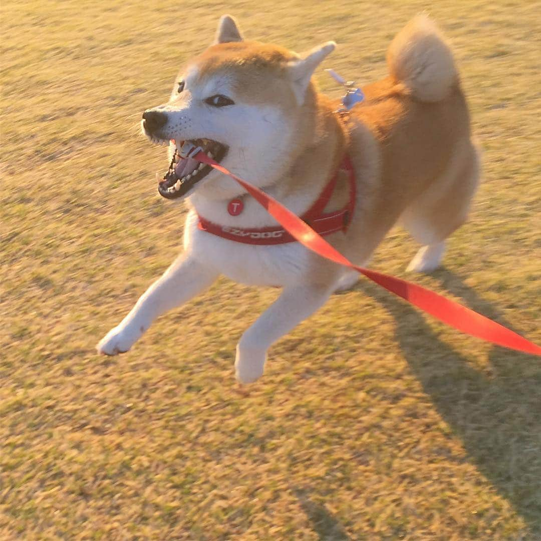 てんパパのインスタグラム