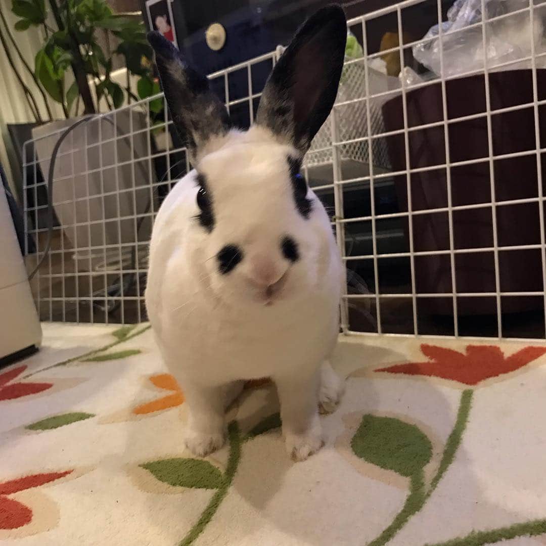 水木一郎さんのインスタグラム写真 - (水木一郎Instagram)「ハッピーちゃん。朝ごはんも食べたし、お部屋の中ですっかりリラックスしています🐇 #うさぎ #rabbit  #ハッピーちゃん  #水木一郎  #ichiromizuki」4月2日 8時04分 - ichiromizuki