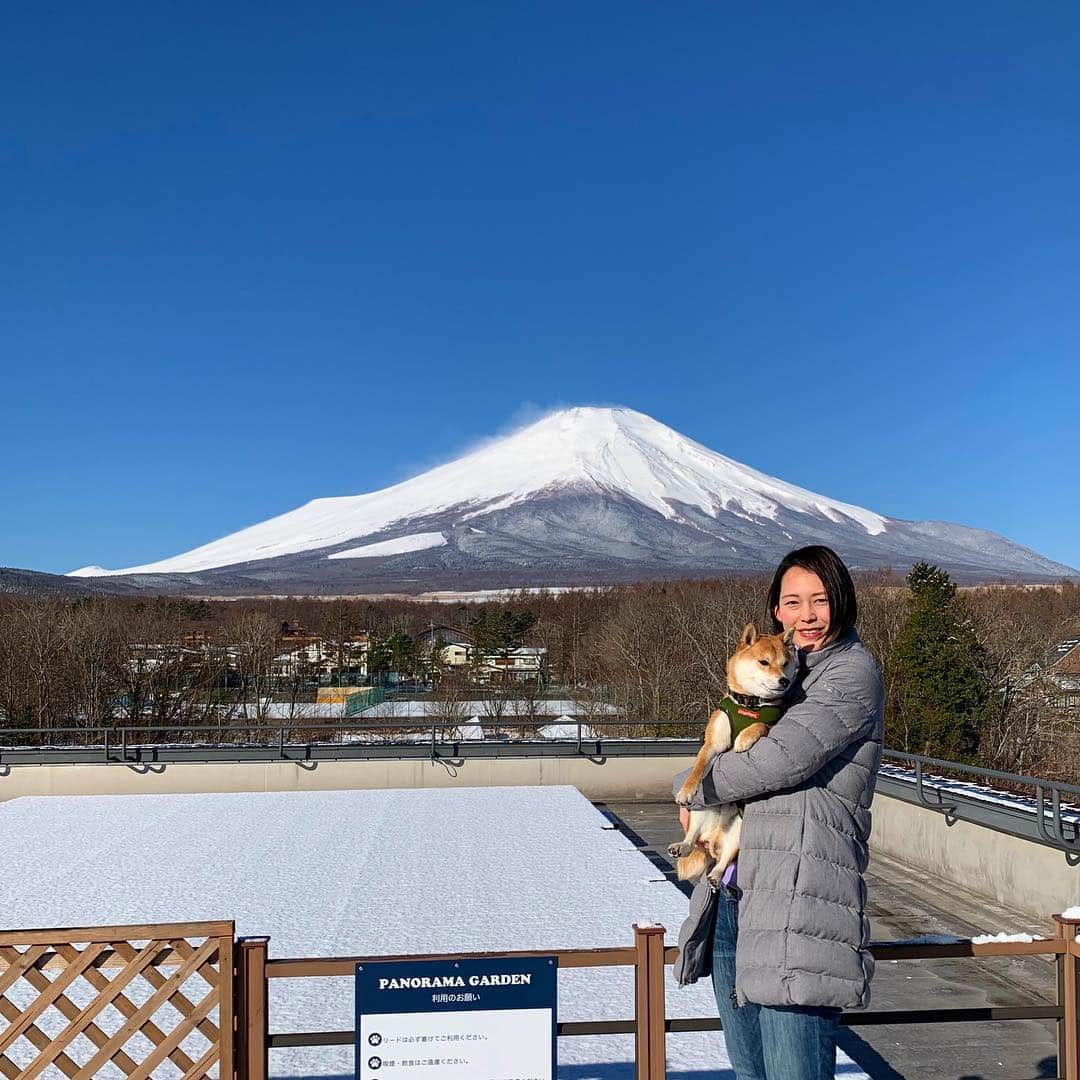 大山加奈さんのインスタグラム写真 - (大山加奈Instagram)「. . 晴れたー‼︎ . 昨日は天気悪くて残念だったけど 結果的に雪と富士山という とても美しい景色を みることができました‼︎ . . だいずにも初めての雪 みせてあげられたし 結果オーライ‼︎ . . #だいず #だいず🐕💓 #豆柴 #豆柴部  #柴犬 #しばいぬ  #犬のいる暮らし#🐶 #🐕#いぬすたぐらむ #ワンスタグラム #しばすたぐらむ #mameshiba#shibainu#shibastagram #犬旅 #わんこと旅」4月2日 7時56分 - kanaoyama0619